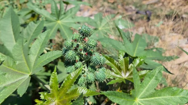 Spiny green castor bean fruits develop along stems, surrounded by glossy, deeply lobed leaves outdoors.