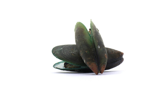 These bivalve mollusks are commonly harvested for food. . mussels on a white background
