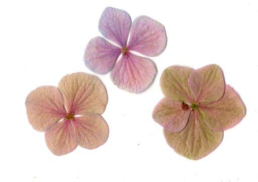 Hydrangea flowers isolated on a white background.