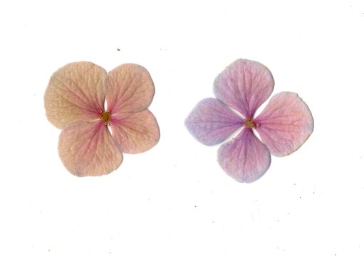 Hydrangea flowers isolated on a white background.