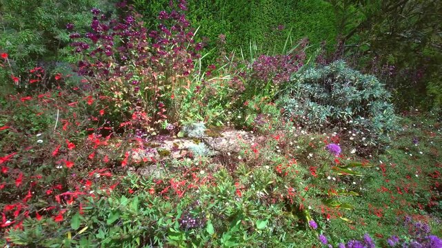 Bright summer flowers bloom along a traditional stepped stone wall inside the historic kitchen garden at Knightshayes Court in Tiverton, Devon, United Kingdom, filmed on 24.08.2024