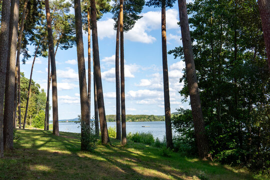 Pine Trees Along the Shore of Brombachsee Lake in Germany