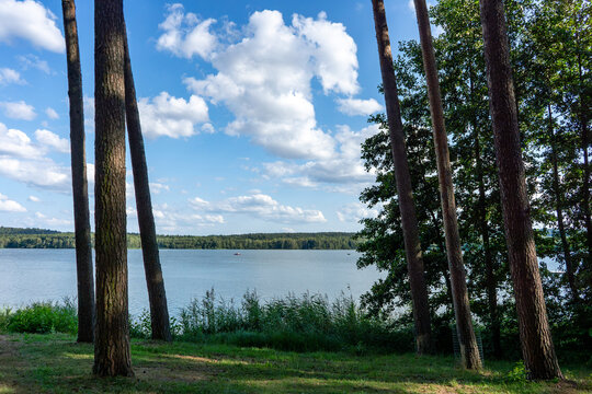 Brombachsee Lake Framed by Tall Pine Trees in Bavaria