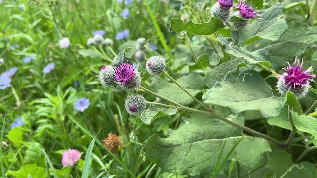 flowering burdock (Arctium lappa L.) grows on the lawn