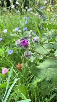flowering burdock (Arctium lappa L.) grows on the lawn