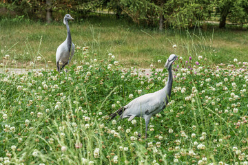 Obraz premium Two gray cranes walking through a field of wildflowers and tall grass, with trees visible in the background under a clear sky