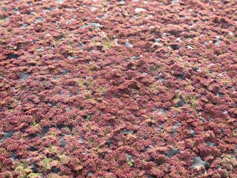 Red azolla (Azolla pinnata) floating on the surface of a pond, forming a dense natural texture. This aquatic fern is widely used as a biofertilizer and organic fertilizer in sustainable agriculture