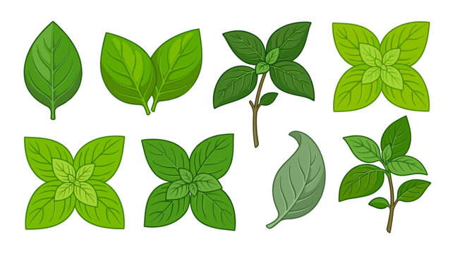 Fresh Green Basil and Oregano Herb Vector Icon Set with Isolated Leaves, Sprigs, and Branches for Culinary Cooking and Organic Food Designs