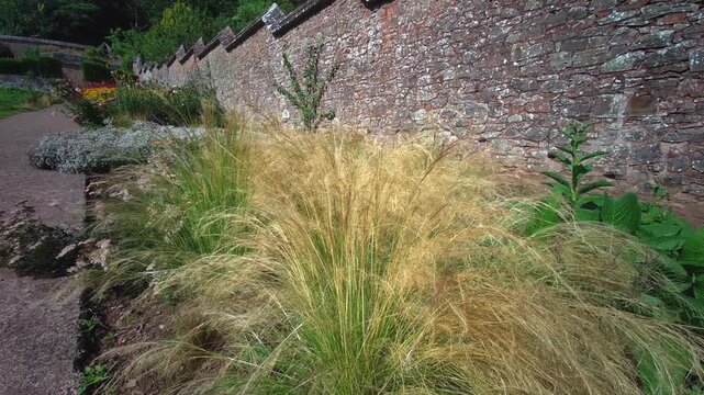 Delicate, golden ornamental Stipa grass sways gently in front of a historic stepped stone wall inside the kitchen garden at Knightshayes Court, Devon, UK, filmed on 24.08.2024