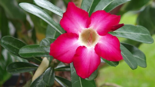  A Pink desert rose flower