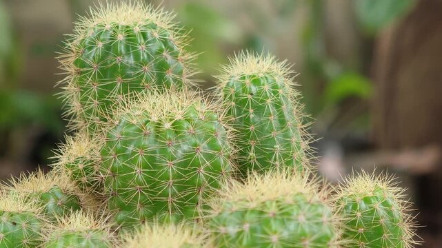 Cactus plant ,Cactus plant species