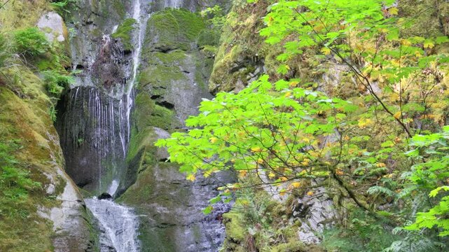 Scenic waterfall trickling down mossy canyon wall framed by green maple tree leaves