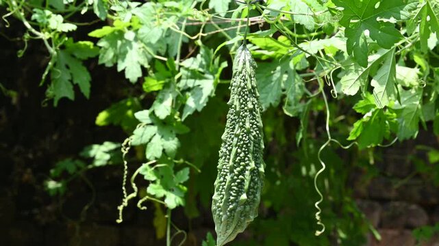 Momordica charantia. Its other common &nbsp;names  bitter melon, bitter gourd, karela, bitter squash, momordica and balsam pear. Its originated in India. Creeper vegetable.
