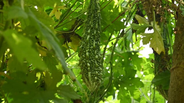 Momordica charantia. Its other common &nbsp;names  bitter melon, bitter gourd, karela, bitter squash, momordica and balsam pear. Its originated in India. Creeper vegetable.
