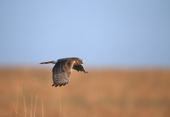 00803-010.16 Northern Harrier (Circus cyaneus) female in flight  Prairie Ridge State Natural Area  Marion Co.  IL © Daybreak Imagery