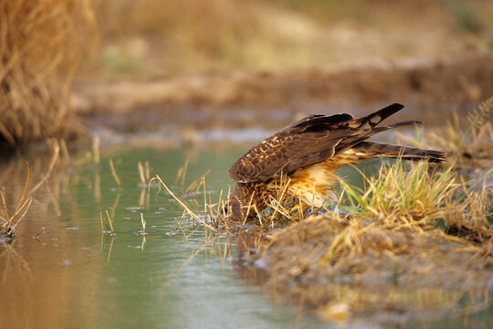 00803-00805 Northern Harrier (Circus cyaneus) female drinking at water Starr Co.  TX