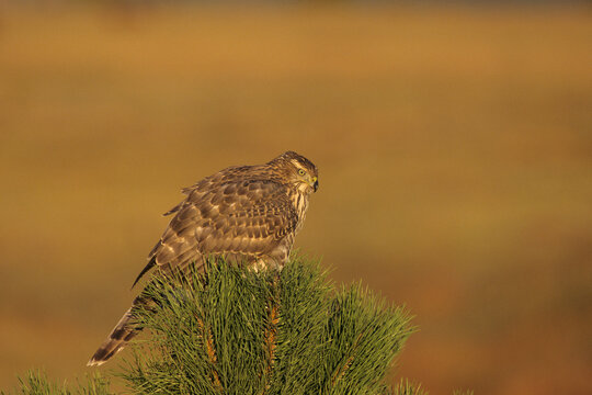 00785-00205 Northern Goshawk (Accipiter gentilis) immature in pine tree   CO