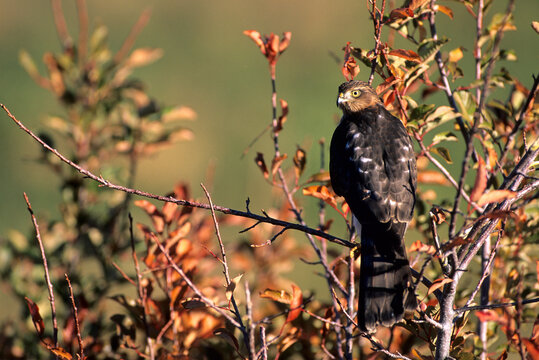 00787-003.10 Sharp-shinned Hawk (Accipiter striatus) immature female   CO