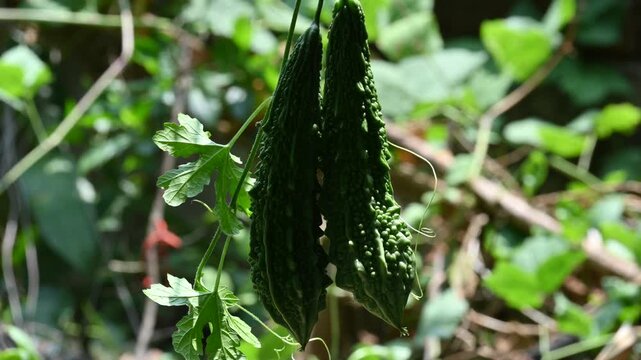 Momordica charantia. Its other common &nbsp;names  bitter melon, bitter gourd, karela, bitter squash, momordica and balsam pear. Its originated in India. Creeper vegetable.
