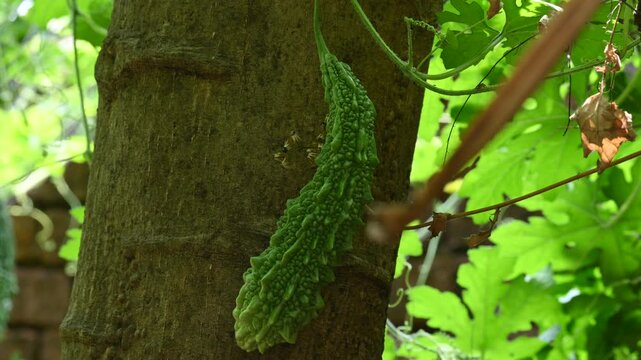 Momordica charantia. Its other common &nbsp;names  bitter melon, bitter gourd, karela, bitter squash, momordica and balsam pear. Its originated in India. Creeper vegetable.
