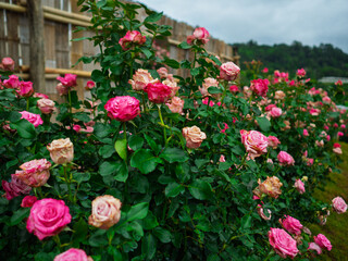 Naklejka premium Large, beautifully colored roses bloom magnificently across the sun-drenched hillside, offering a view of green slopes and clear skies that creates a truly romantic landscape..