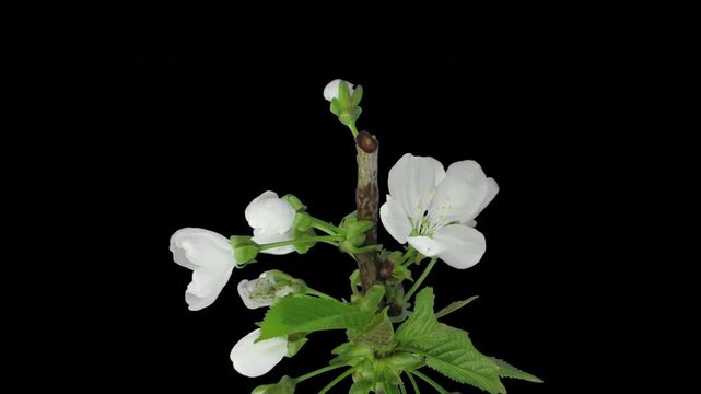 Time-lapse of a plum (Prunus) tree branch opening from flower buds to white blossoms, isolated on black with alpha transparency. 4K horizontal footage.