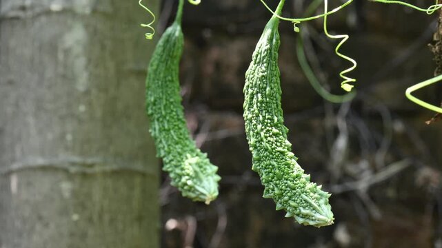 Momordica charantia. Its other common &nbsp;names  bitter melon, bitter gourd, karela, bitter squash, momordica and balsam pear. Its originated in India. Creeper vegetable.
