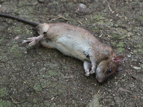 A dead brown rat lying on cracked dry soil surrounded by flies, concept image for pest control, extermination, disease vector, hygiene issues, and sanitation problems