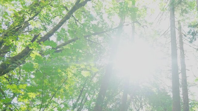 Bright sunbeams bursting through dense green forest tree canopy