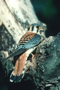 00818-005.05 American kestrel (Falco sparverius) male at nest cavity    IL