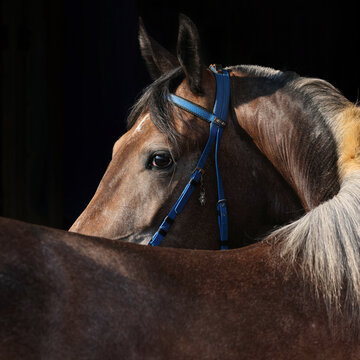 Looking back  purebred dressage horse portrait in dark stable
