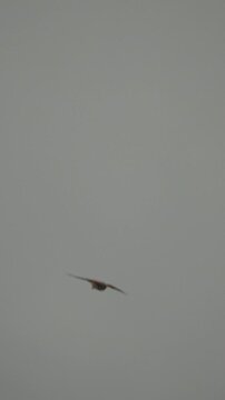 Avian flight patterns displayed by a common kestrel maneuvering through a pale sky. Wide vertical panning shot.