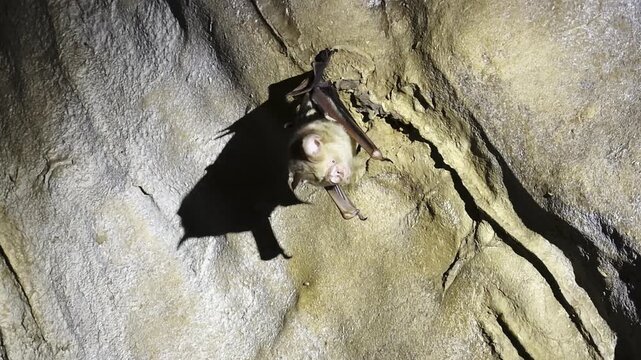 Close-up of a Diadem Leaf-nosed Bat Hipposideros diadema resting on the ceiling of Bat Cave in Bukit Lawang, North Sumatra, Indonesia.