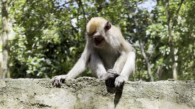 A young long-tailed macaque Macaca fascicularis sits quietly on a wall until an adult male arrives and chases it away. Dominance behavior in Bukit Lawang.