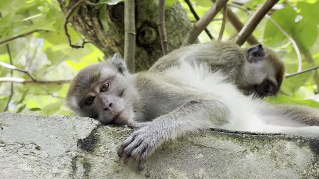 long-tailed macaque Macaca fascicularis lies on a wall while another gently removes parasites from its fur. Relaxed social grooming in Bukit Lawang, Sumatra.