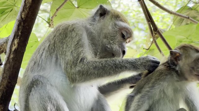 A mother long-tailed macaque Macaca fascicularis gently grooms her baby while sitting on a wall in Bukit Lawang. Maternal care and parasite removal.