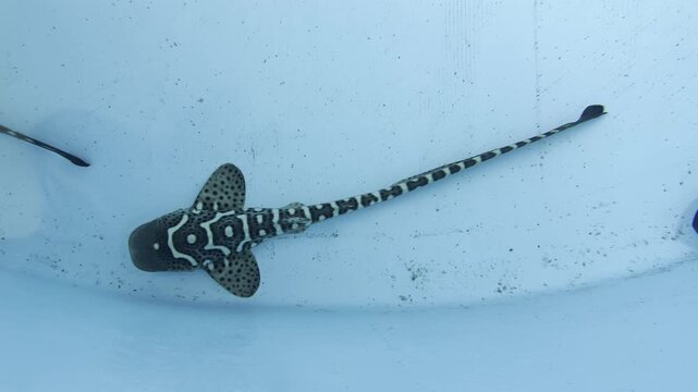 Top view of a newborn zebra shark - Stegostoma fasciatum - resting in a breeding tank, showing the distinctive black and white striped juvenile pattern.