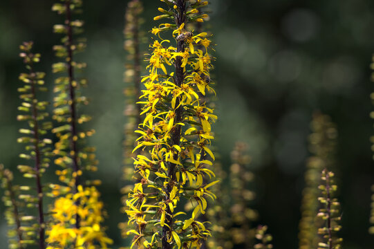 Ligularia sibirica in bloom
