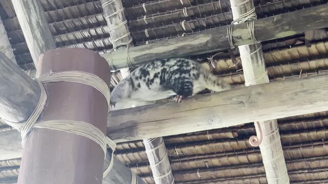 A nocturnal common spotted cuscus - Spilocuscus maculatus - moves slowly across roof beams in Raja Ampat, using strong claws adapted to an arboreal lifestyle.