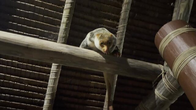 Wild common spotted cuscus - Spilocuscus maculatus - watches diners from above in Raja Ampat, illustrating the problems caused when tourists feed wild animals.