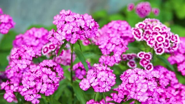A pink Turkish carnation bush in full bloom in the garden on a sunny summer day.