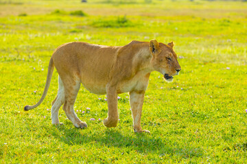 Lioness walking  in the Western Serengeti savanna. Serengeti National Park, Tanzania, Africa. © Yan