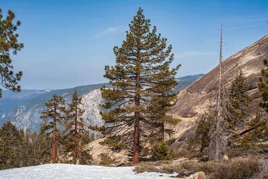 Beautiful view of pine trees and snowy slopes near Sentinel Dome in Yosemite