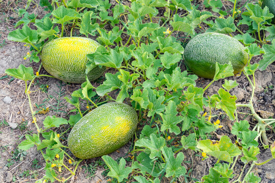 Harvest of ripe melons in the field