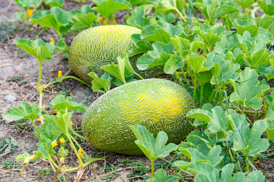 Harvest of ripe melons in the field