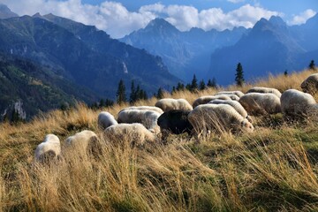 Tatra mountains in Poland. Traditional shepherding of sheep in Rusinowa Polana. September sunny day. © Tupungato
