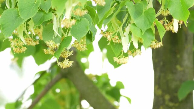 Lipa, flowering linden plant. Summer linden flowers produce abundant yellow flowers with plenty of pollen. Linden flowers are a strong allergen
