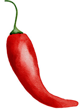 red hot chili pepper in watercolor style 