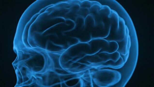 Blue glowing x-ray visualization of human skull and brain in profile on black background. Detailed medical rendering of neurological structures and cranial anatomy for science.
