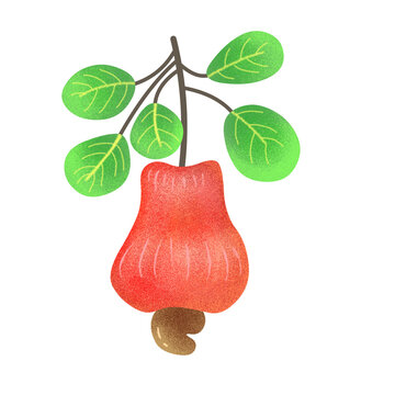 Fresh red cashew apple fruit with nut and green leaves on branch isolated on transparent background